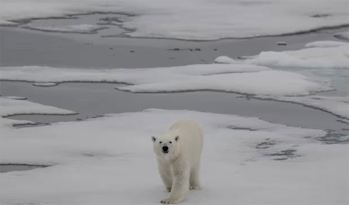 Động vật đặc trưng của Bắc Cực sẽ chịu ảnh hưởng nặng nề do băng tan