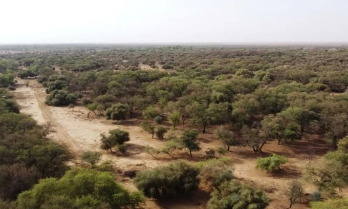 Cây xanh trồng ở Walalde, Senegal.