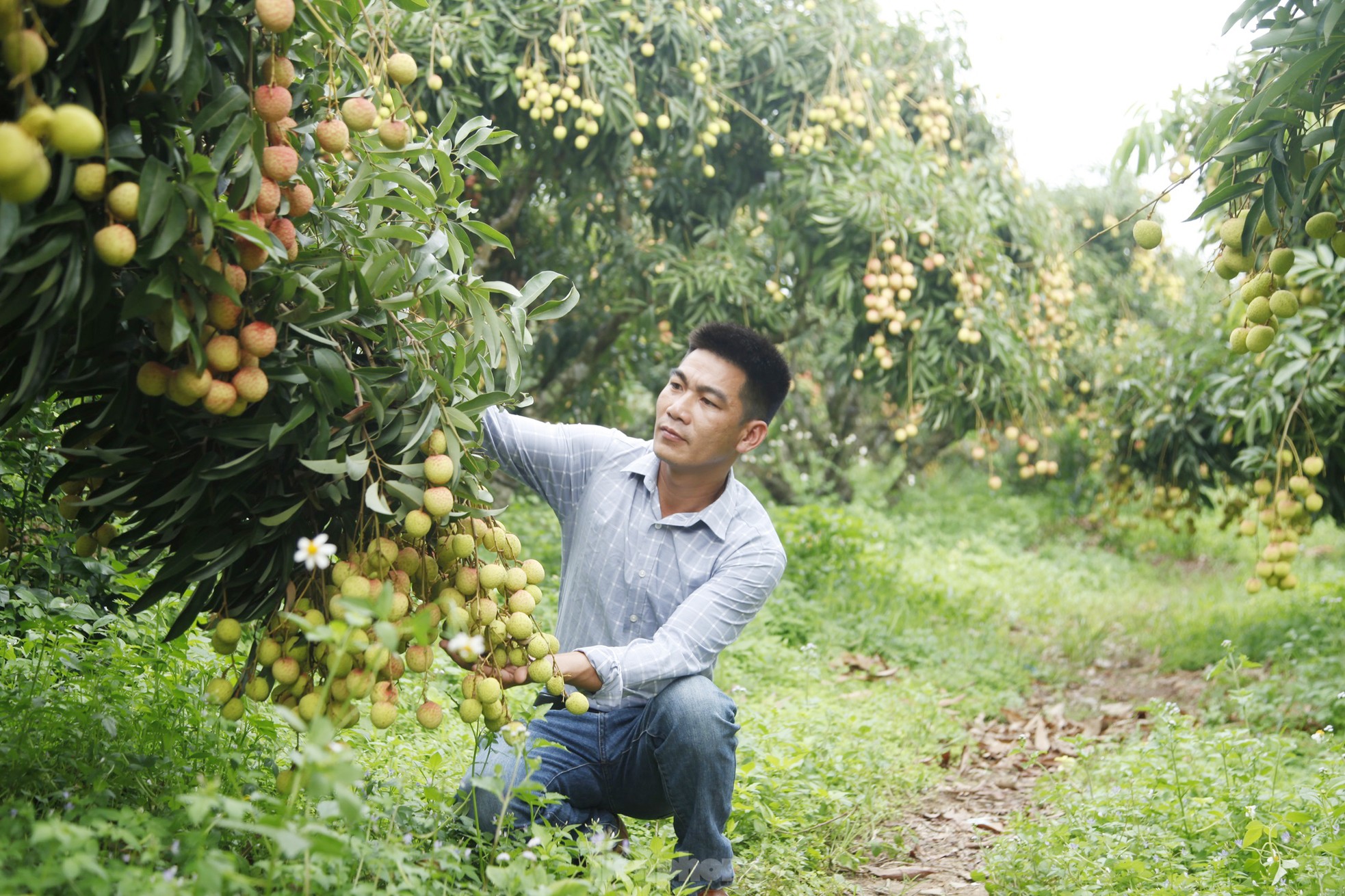 Hiếm hoi vườn vải thiều trĩu quả trong năm Bắc Giang mất mùa- Ảnh 3.