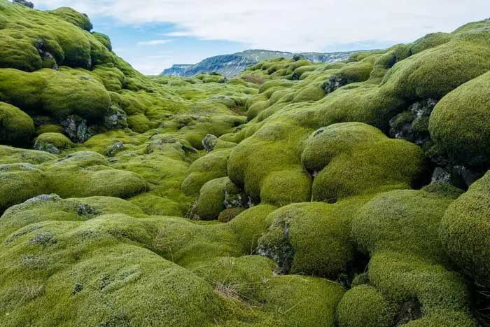 Vụ phun trào quan trọng trong lịch sử Iceland đã gây ra những hậu quả sâu rộng