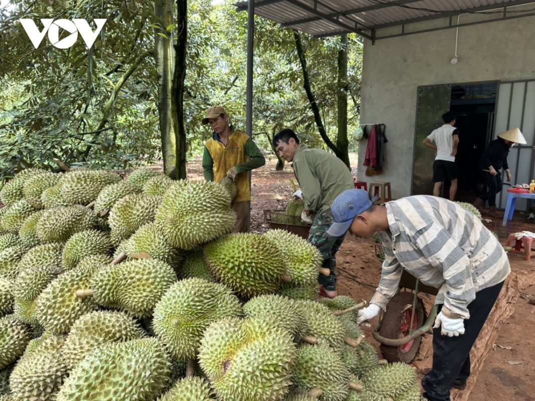 Không có chất lượng thì không có thương hiệu sầu riêng- Ảnh 1.