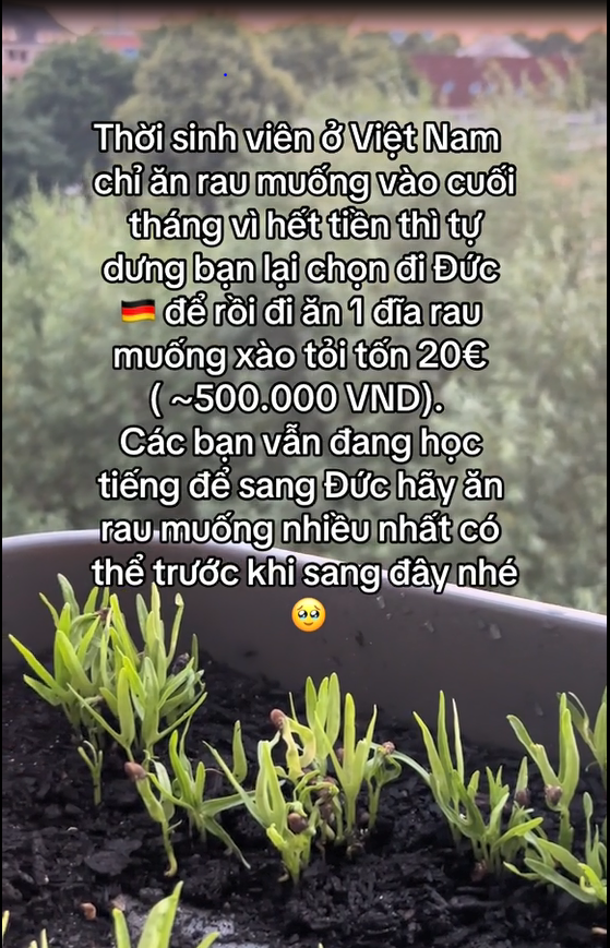 Một loại rau