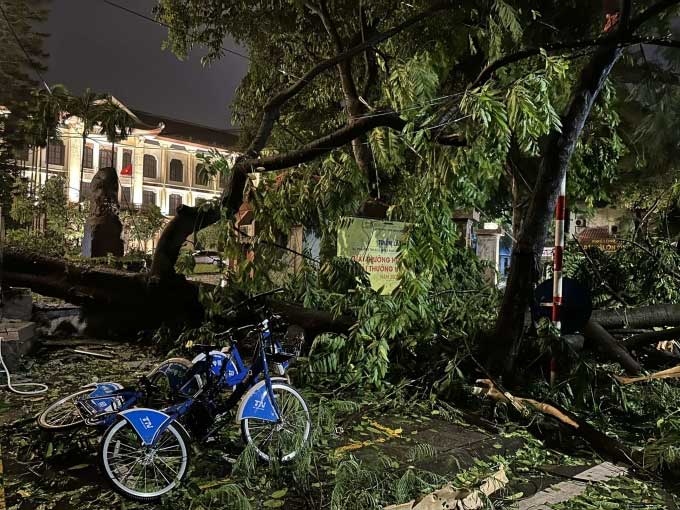 Cây đổ trước cổng Bảo tàng Mỹ thuật Việt Nam.