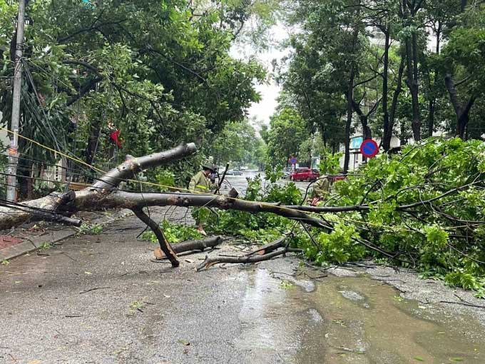 Cây đổ ở ngõ 10 Nguyễn Văn Huyên, Cầu Giấy.