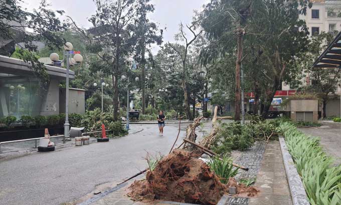 Cây xanh bật gốc trên đường Lê Văn Lương.