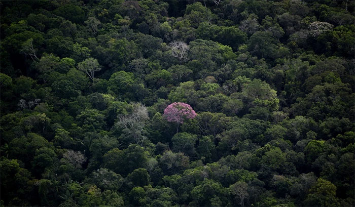 Rừng nhiệt đới Amazon tại bang Amazonas, Brazil.