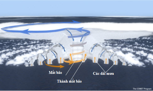 Sơ đồ cấu trúc bão với các thành phần cơ bản: mắt bão, thành mắt bão và các dải mưa xoắn