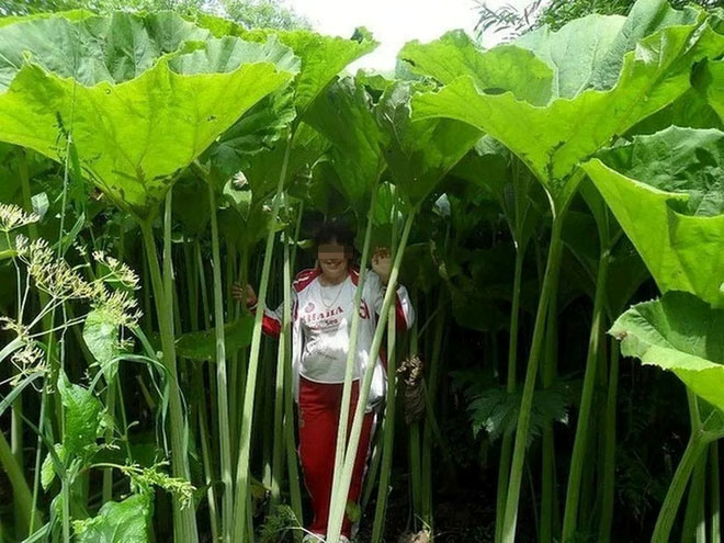 Trên hòn đảo này, có các phiên bản khổng lồ của nhiều loài thực vật thân thảo.