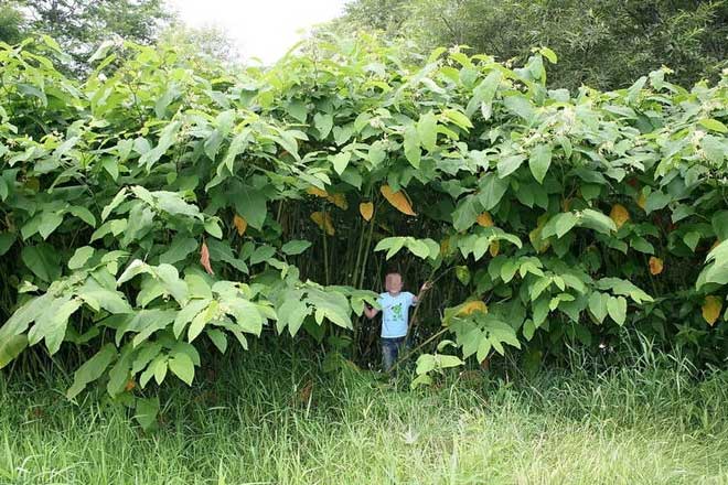 Những loài thực vật khổng lồ trên đảo Sakhalin