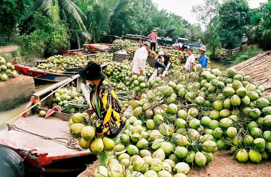 Xuất khẩu dừa tươi sang thụ trường Trung Quốc tăng mạnh. Ảnh IT