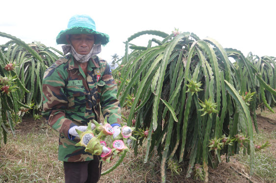 Thanh long chín trong vườn nhà ông Võ Đức Nhuần (thôn Phú Sơn, xã Hàm Mỹ, huyện Hàm Thuận Nam, tỉnh Bình Thuận) phải cắt bỏ do ngập nước