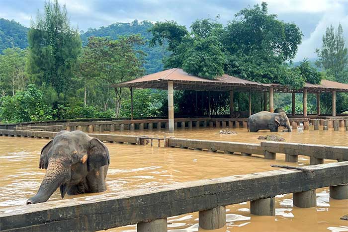 Ngập sâu tại Công viên Tự nhiên Voi ở tỉnh Chiang Mai - Thái Lan hôm 4-10.