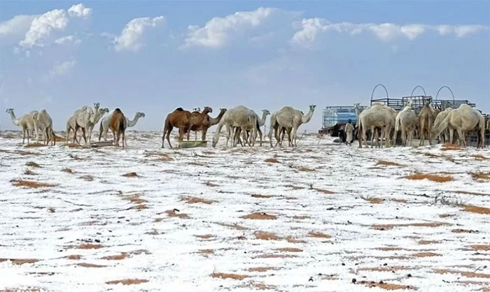 Lần đầu tiên tuyết rơi ở sa mạc Saudi Arabia.