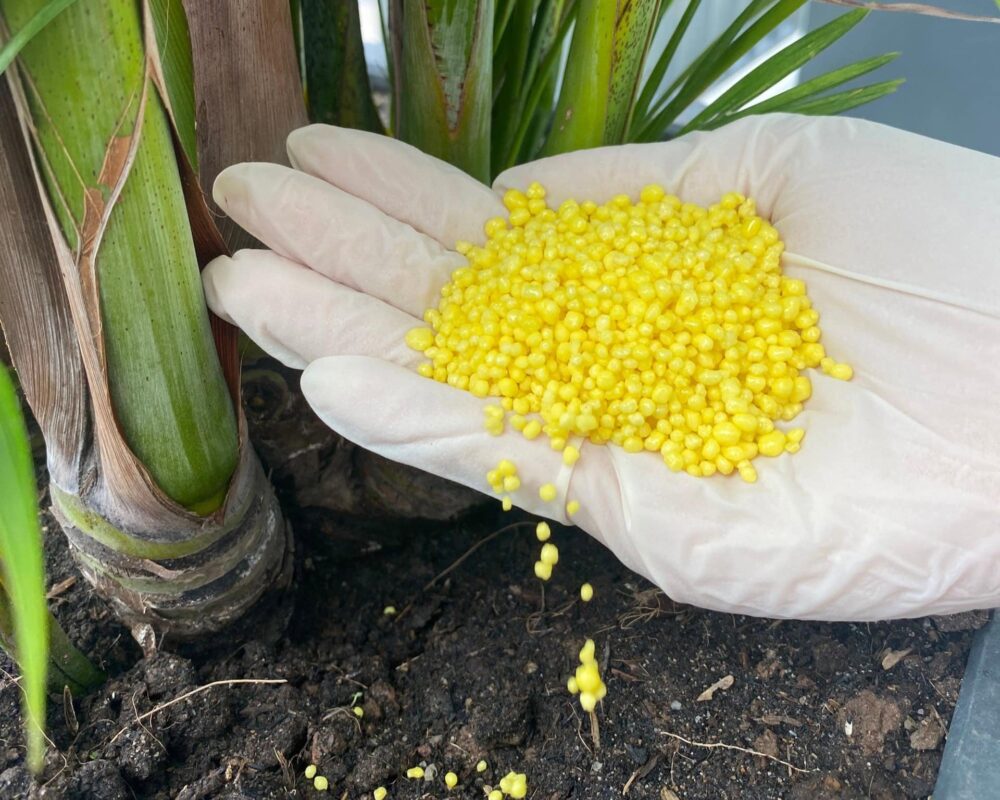 Canxi Nitrate Canxi Nitrate