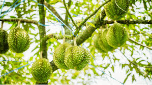 Cây được Mùa Cây được Mùa