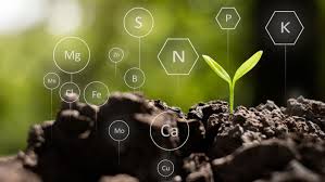 Dinh Dưỡng Cho Cây Dinh Dưỡng Cho Cây